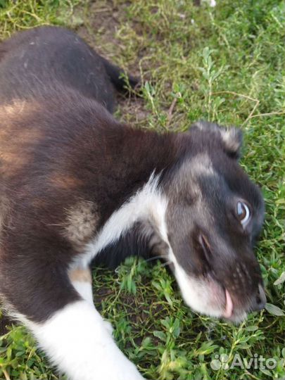 Щенок в добрые руки