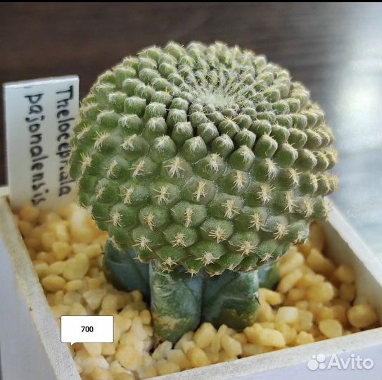 Кактусы разные