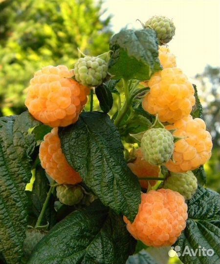 Малина желтая, семена