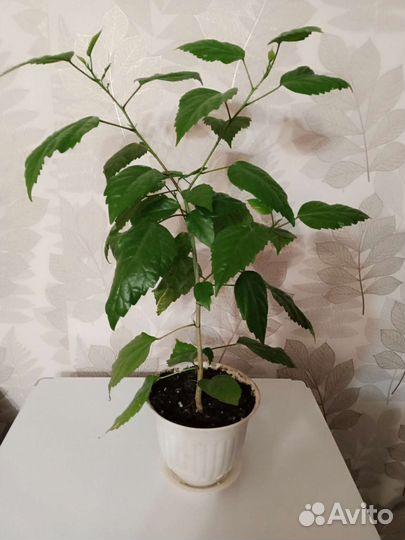 Гибискус, розан