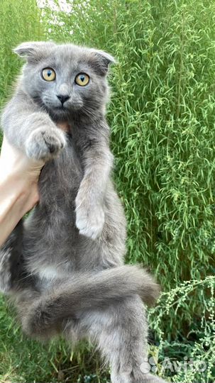 Британские вислоухие