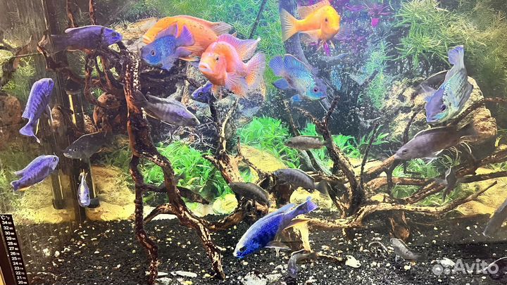 Продам аквариумных рыбок