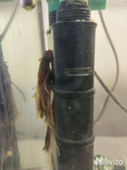 Леопардовый сомик