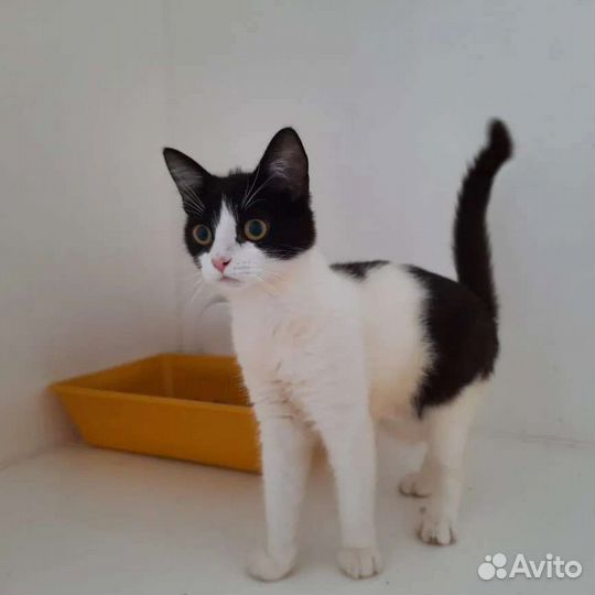 Очаровательный котенок в добрые руки