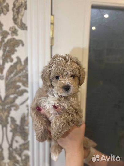 Мальтипу мини