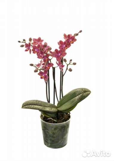 Подростки орхидей фаленопсис