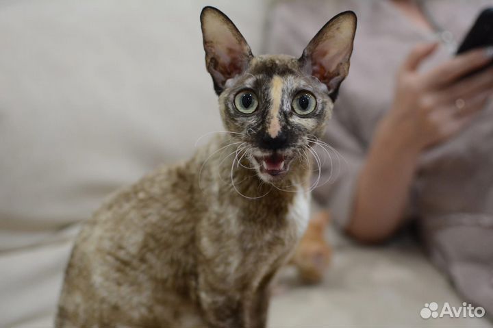 Котята корниш-рекс