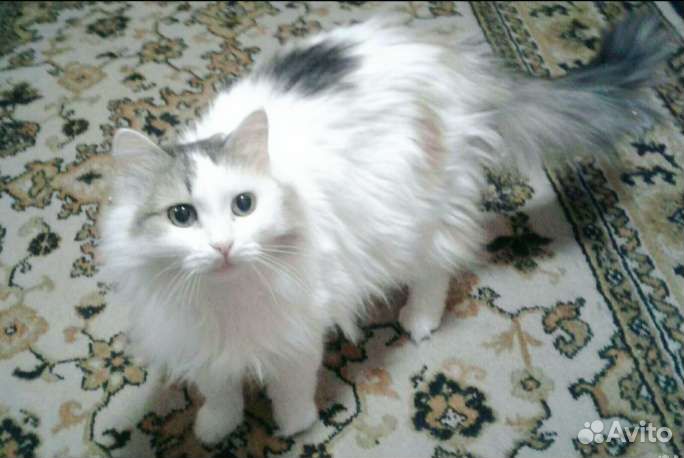 Юная кошечка