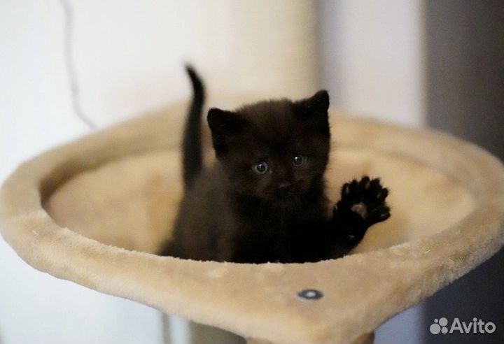 Котенок Шмель