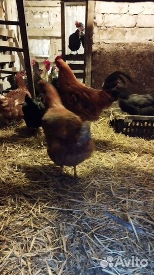 Яйца на инкубацию