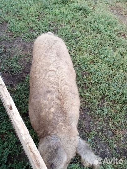 Хряк Венгерская мангалица