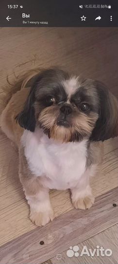 Ши-тцу, вязка