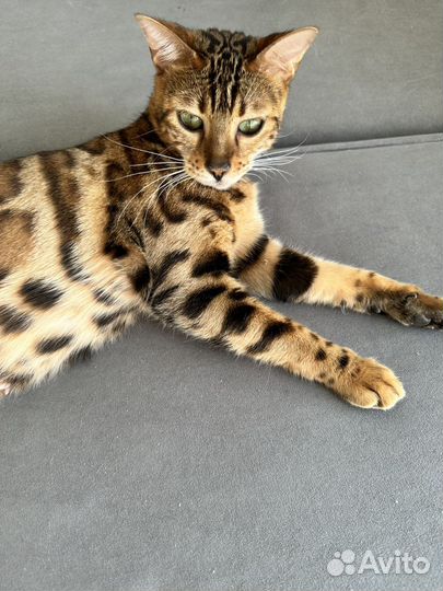 Бенгальская кошка
