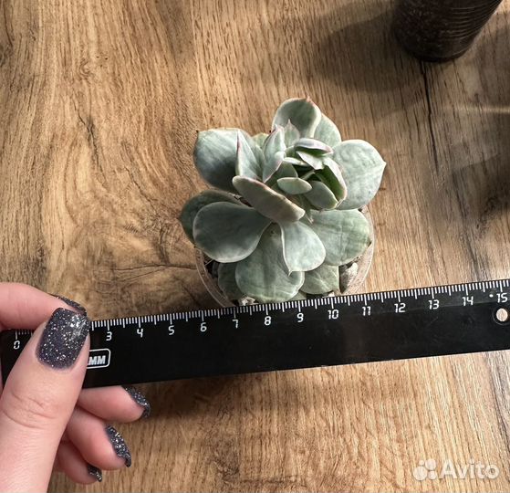 Суккуленты