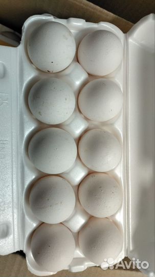 Инкубационное яйцо Леггорн стандарт