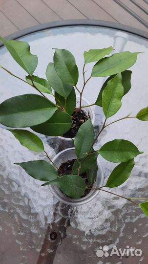 Комнатные цветы