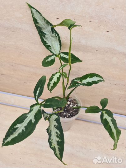 Сингониумы