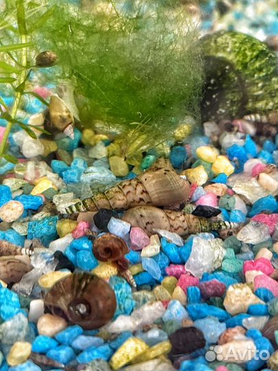 Улитки мелании