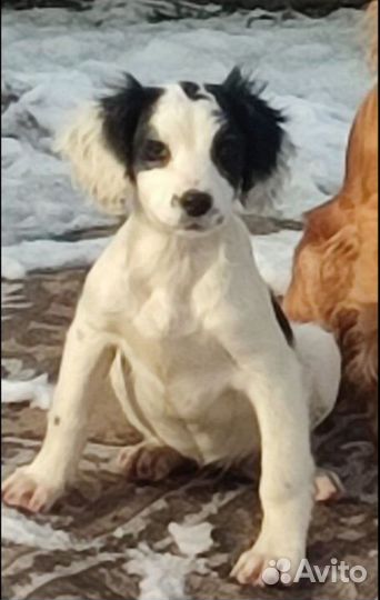 Английский спрингер спаниель