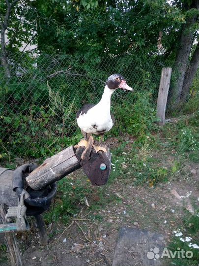 Мускусные индоутаки