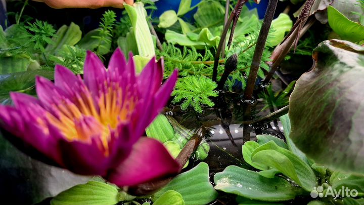 Перистолистник елочный (уруть)