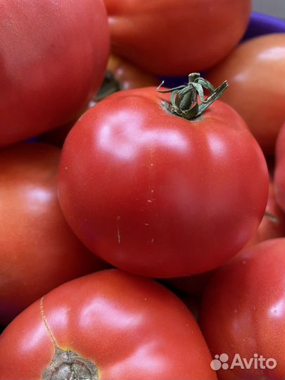 Помидор