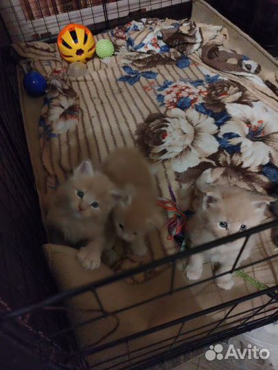 Котята мейн-кун