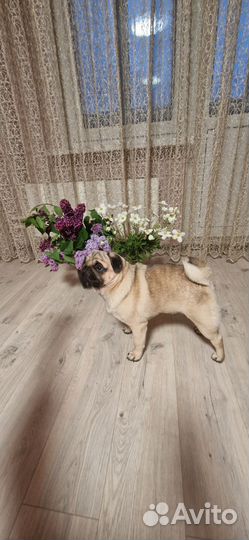 Вязка мопс мальчик