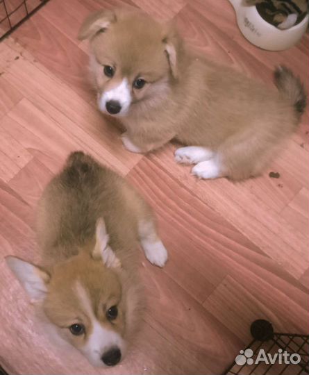Вельш-корги пемброк девочки