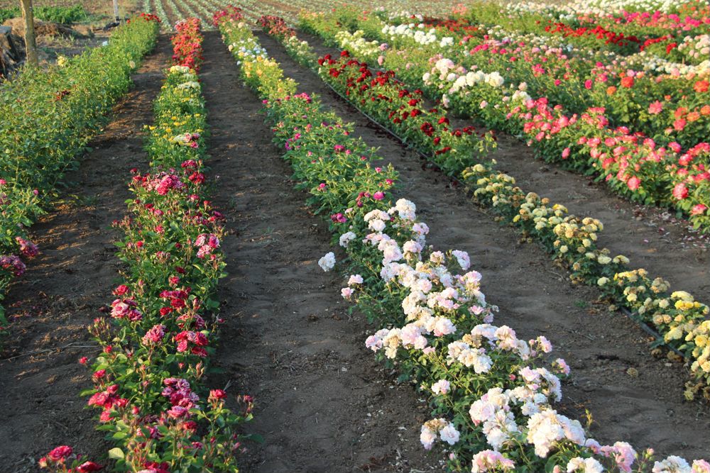 Адреса питомников роз. Штамбовая петуния. Розесмол питомник. Адреса питомников роз. Штамбовые пионы.