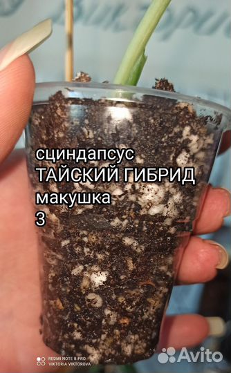 Эпипренумы Silver Splash, Golden Leaf