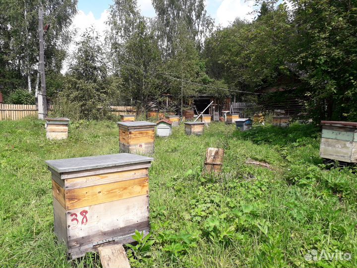 Мёд с личной пасеки