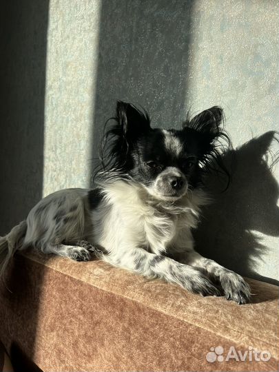 Длинношерстные чихуахуа