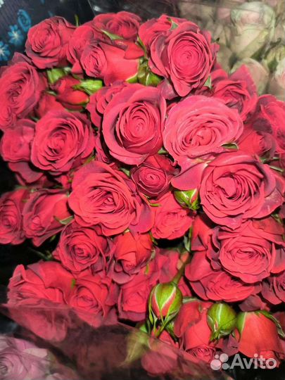 Кустовые розы