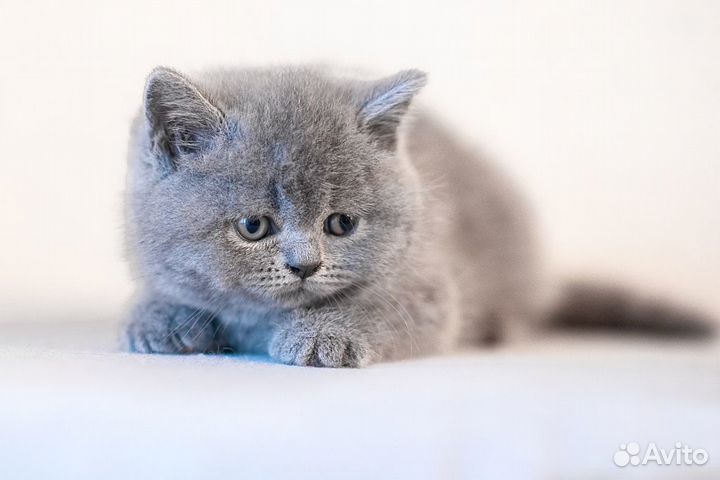 Британский котенок Лида 1,5 месяца (девочка)