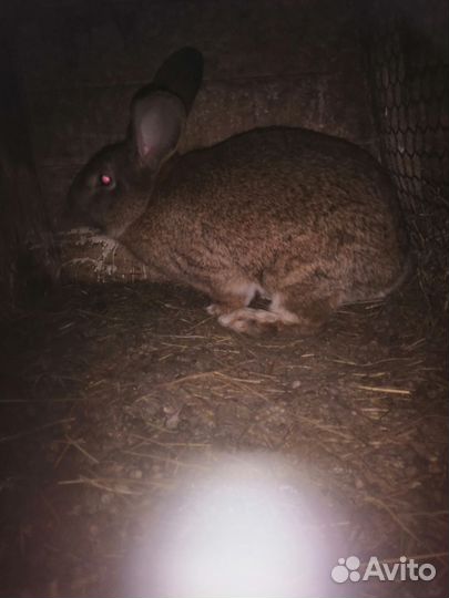 Кролики мясных пород