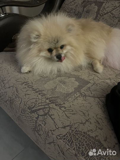 Шпиц померанский