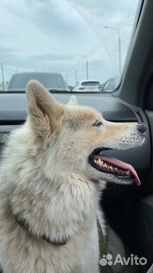 Найдена собака