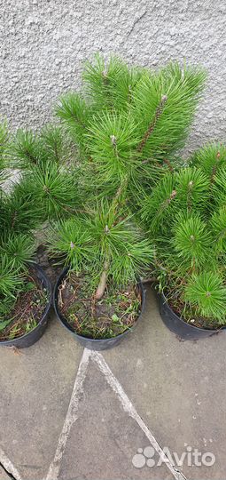 Сосна горная мугус