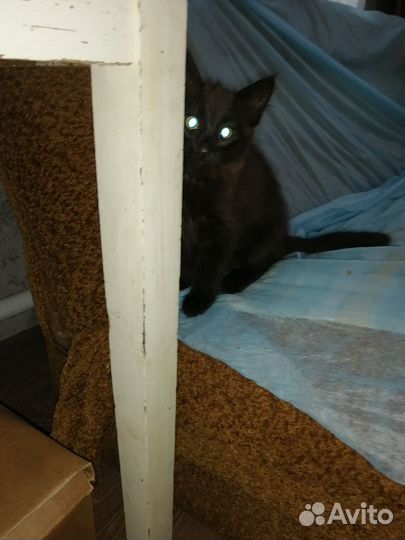 Кошка в дар бесплатно