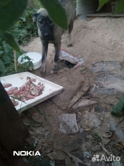 Собаки в добрые руки