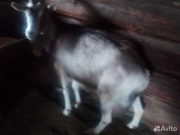 Коза дойная