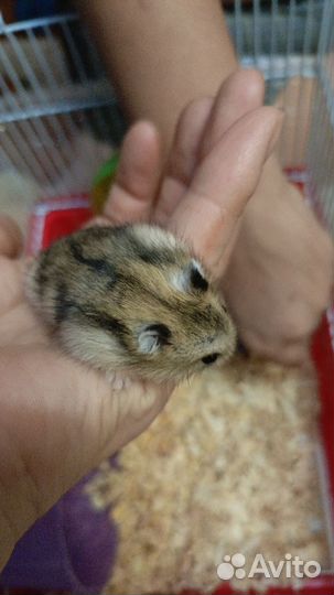 Джунгарский хомяк