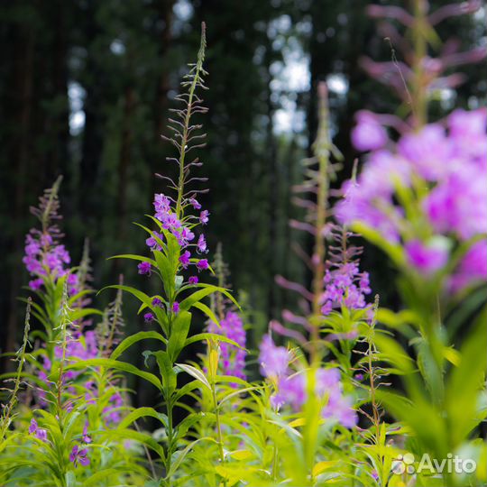 Иван чай (500гр) от производителя из тайги