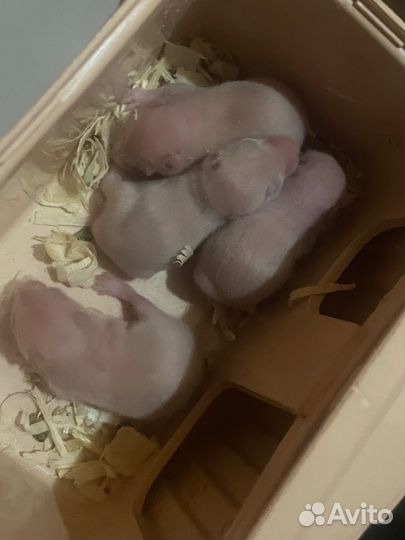 Серийские хомяки