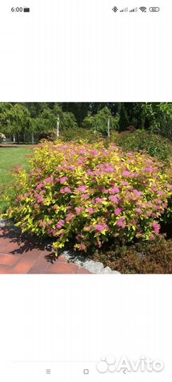 Спирея golden flame