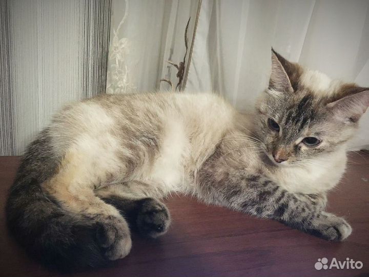 Тайская кошечка