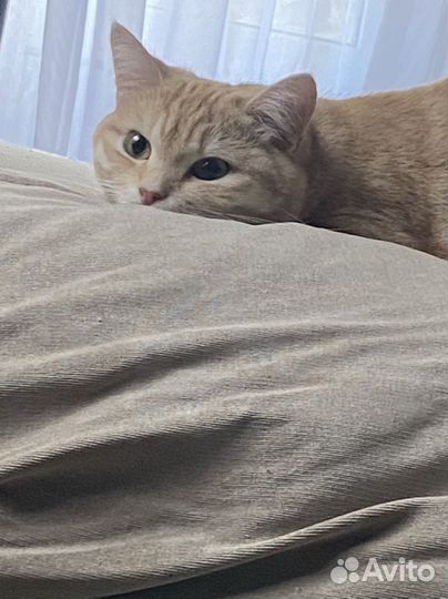 Кошка