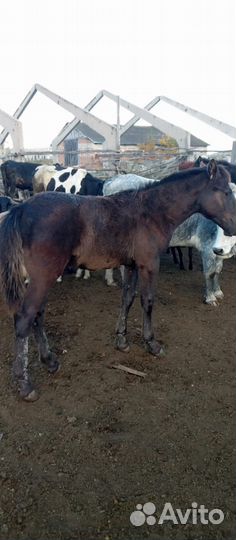 Продам жеребчик