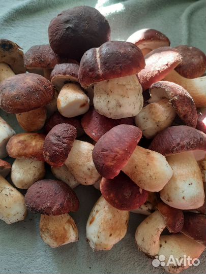 Клюква свежая